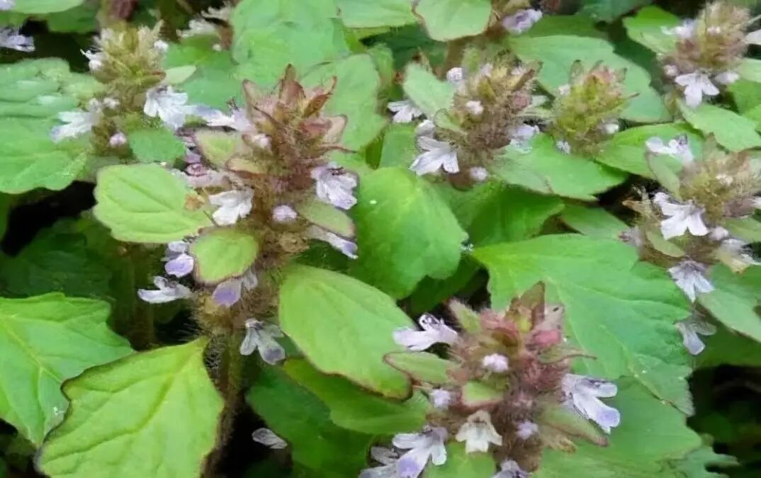 止血毛叫什么名字人称白毛夏枯草，苦地胆、透骨草，筋骨草，很好的止血药认识吗？_https://www.jmylbn.com_新闻资讯_第2张