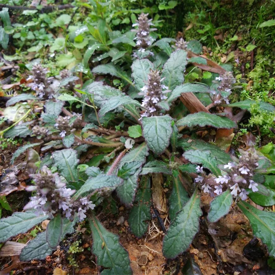 止血毛叫什么名字人称白毛夏枯草，苦地胆、透骨草，筋骨草，很好的止血药认识吗？_https://www.jmylbn.com_新闻资讯_第3张