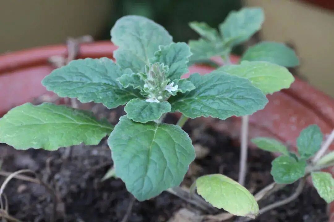 止血毛叫什么名字人称白毛夏枯草，苦地胆、透骨草，筋骨草，很好的止血药认识吗？_https://www.jmylbn.com_新闻资讯_第4张