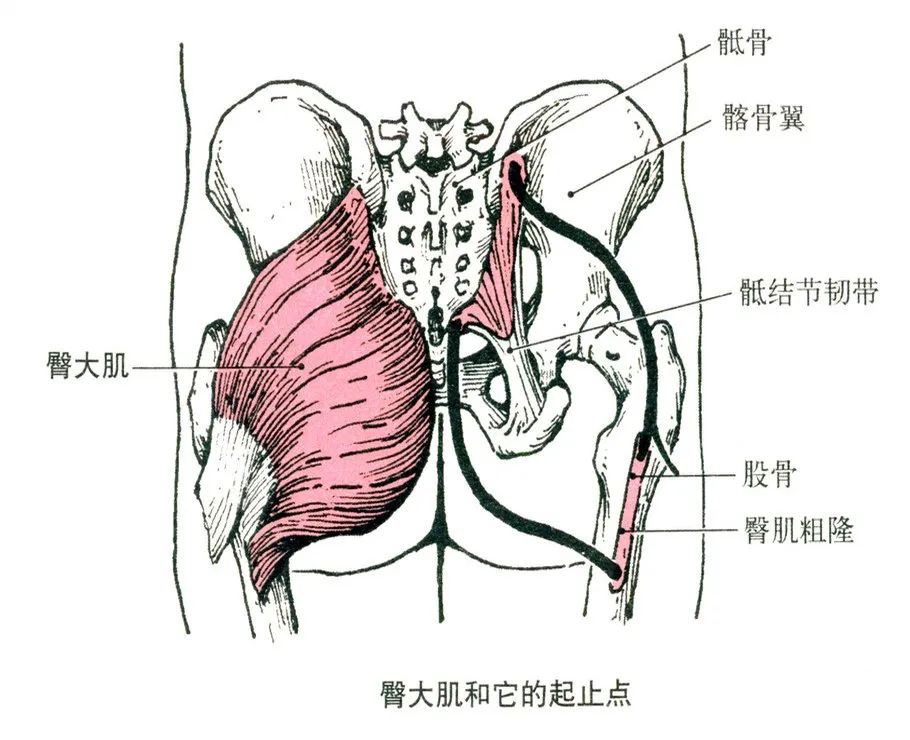 沒有器械如何鍛鍊腿部肌肉