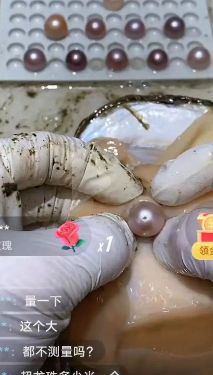 开蚌直播开的是盲盒还是陷阱老养殖户透露存在塞珠现象