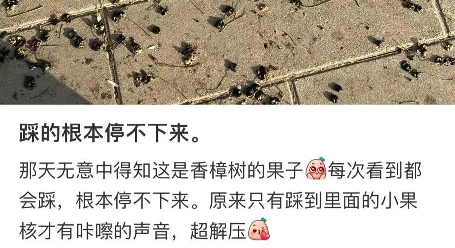 一踩就爆浆萧山街头开始大量出现有人欢喜有人忧