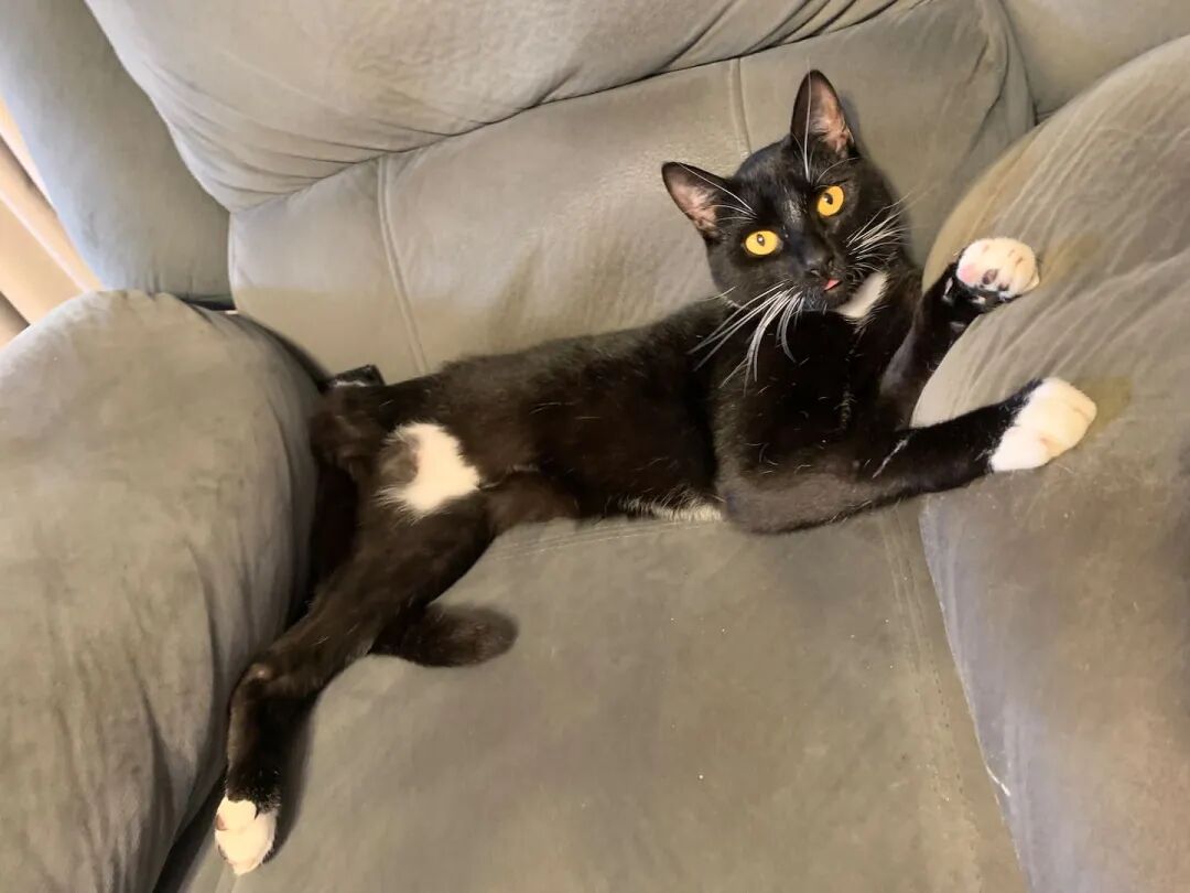 Max, pictured at home, was subject to cruelty months after being bought by Rongjian Feng. Supplied / SPCA