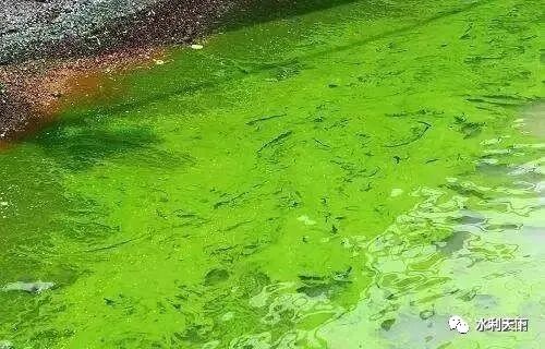 朱喜：治理平原河网水污染净化河水提升水质