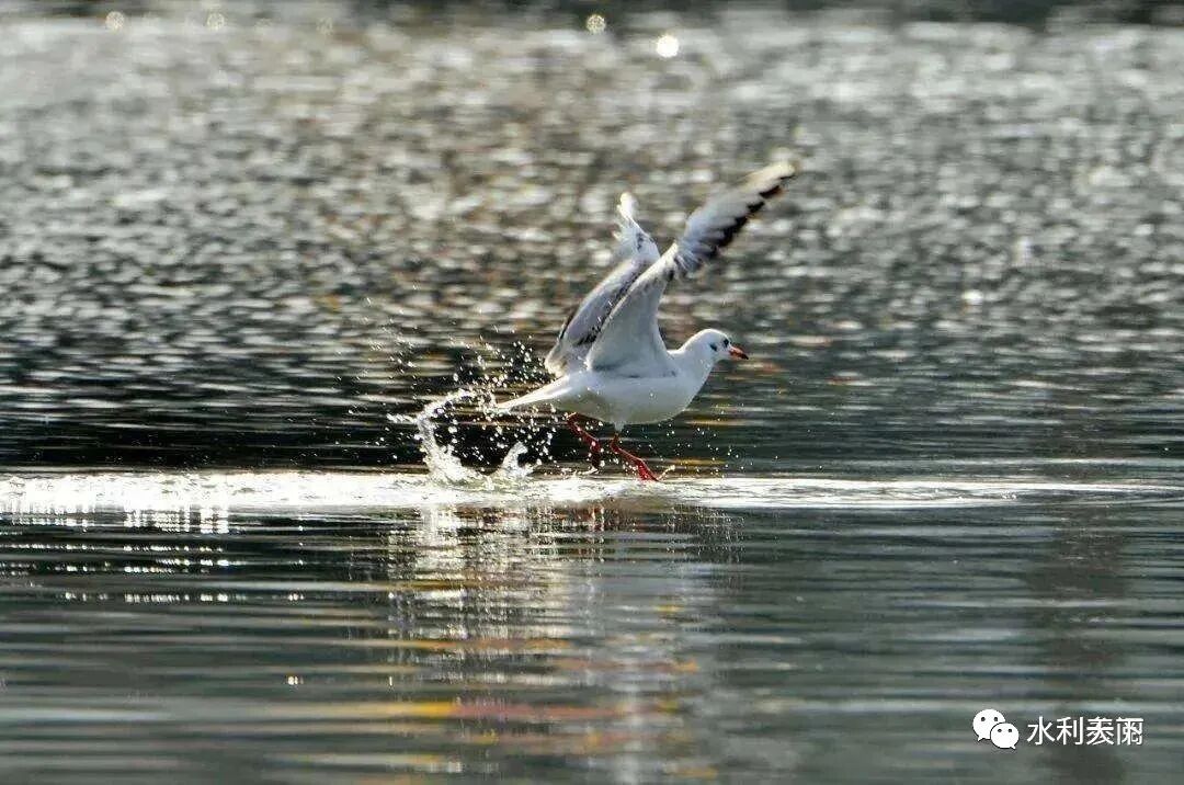 朱喜：治理平原河网水污染净化河水提升水质