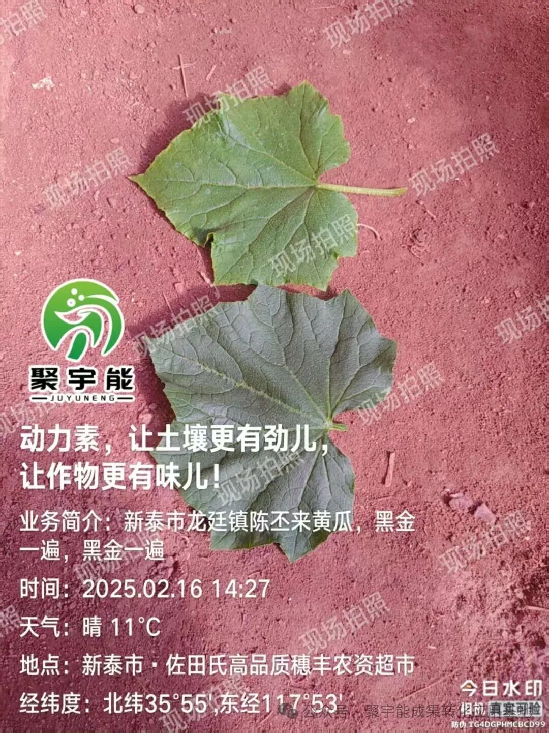 实测封神黄瓜用对“黑科技”，增产30%+还能种出有机富硒果！(图3)