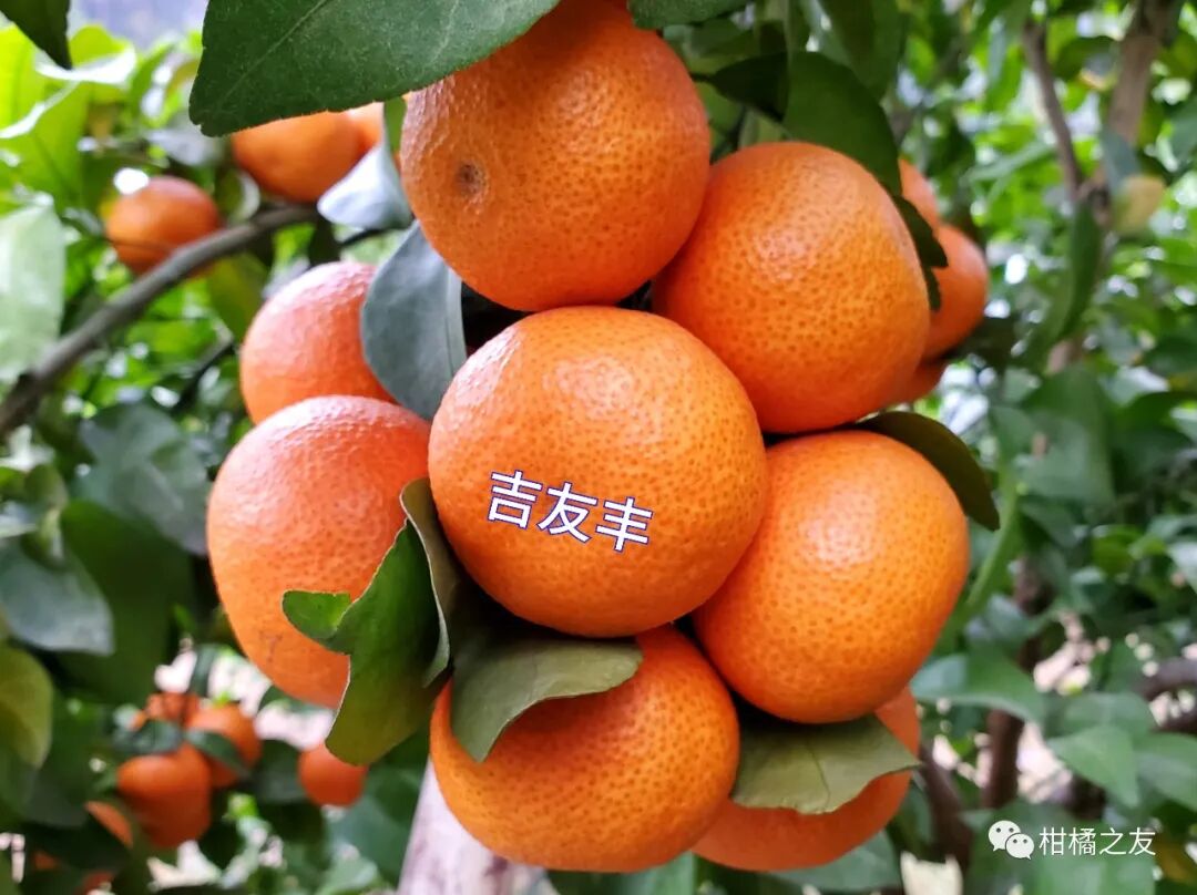 沙糖桔4kg 今年最後 【公式通販】