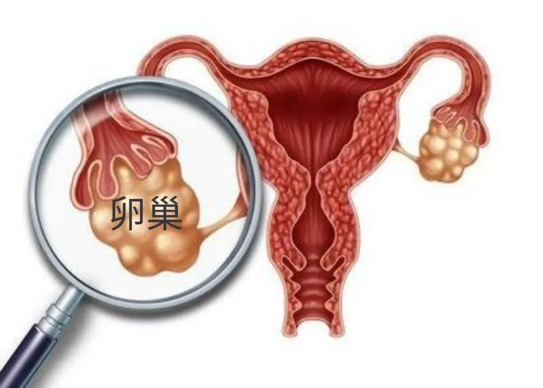 "乳腺癌患者必看！依西美坦如何精准狙击雌激素？医生不愿透露的3个关键机制(图6)