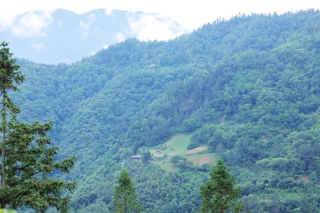 储备林+：大巴山中草药淫羊藿走俏数千亩林子实现“一亩山万元钱”