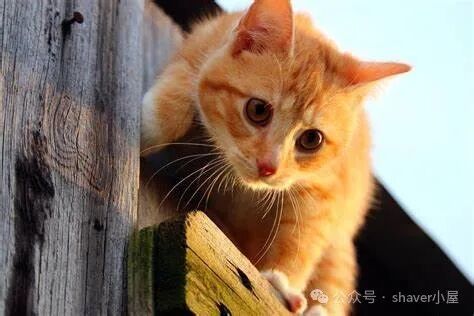 名词辨析：人工智能、机器学习、神经网络和深度学习