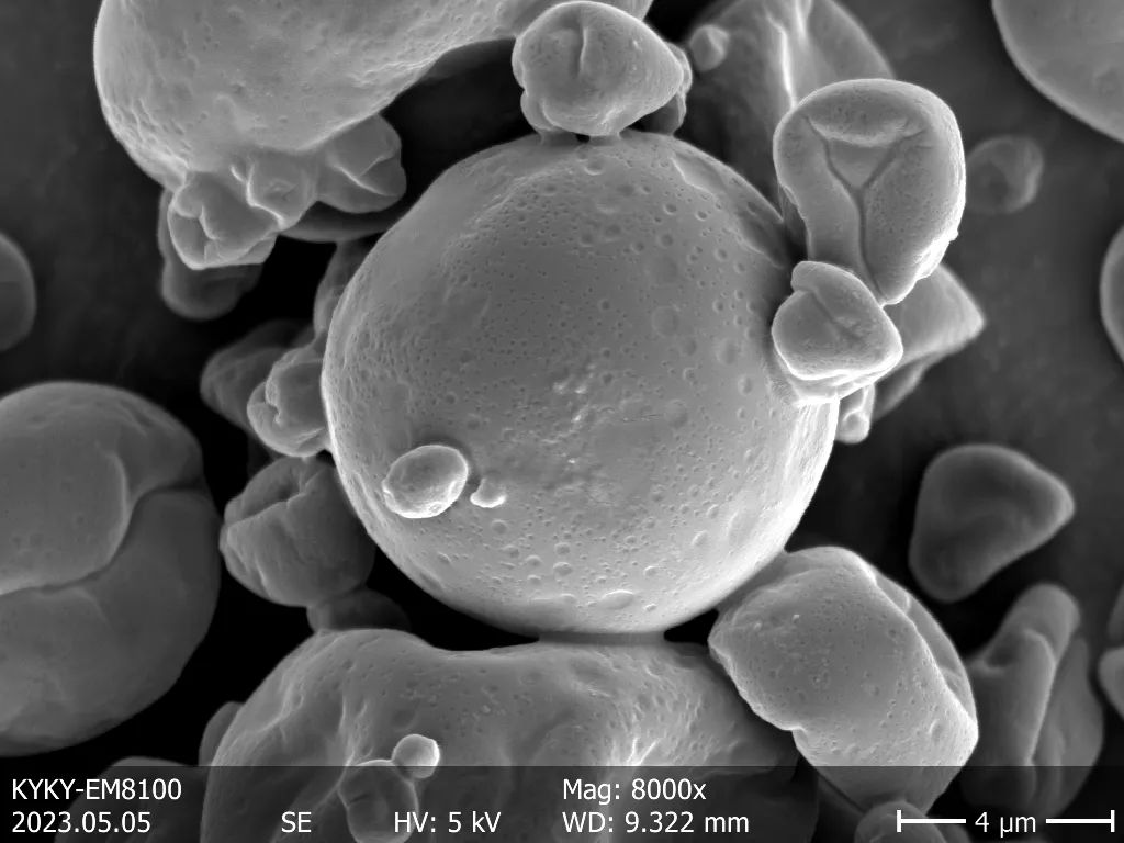 黄芩粉末显微镜图片图片