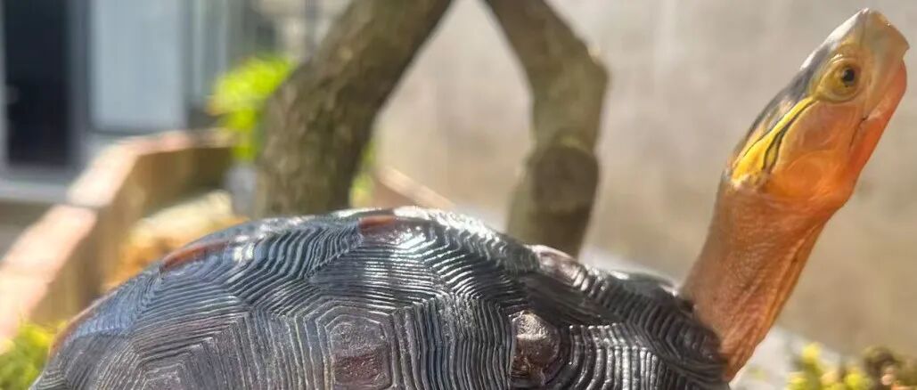 文章封面