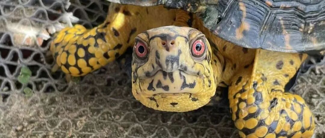 文章封面