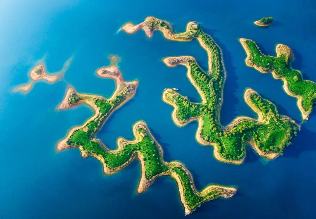 湖上茶园  余诗祥摄.jpg