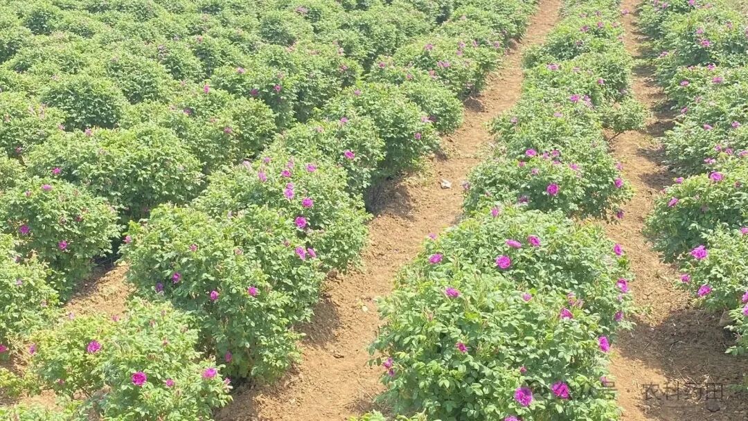 十年玫瑰，价格如过山车！花农的酸甜苦辣全在这里！