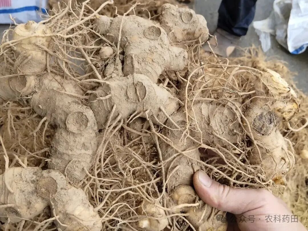 这五种中药材“钱景”爆发?