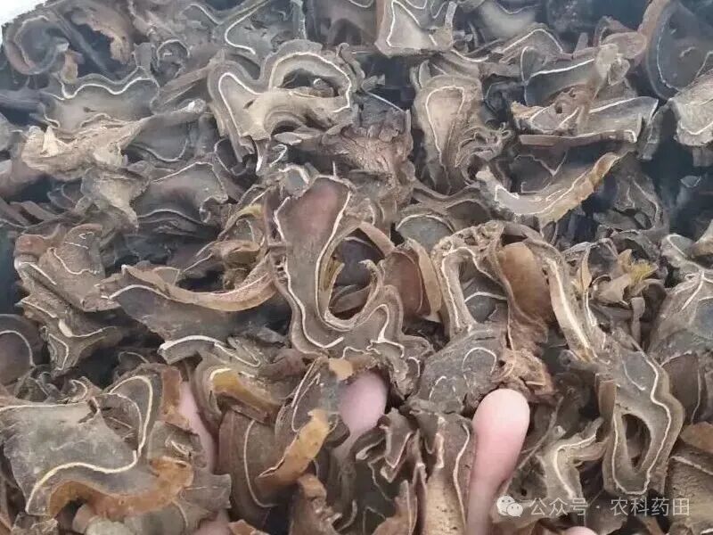 这五种中药材价格猛涨