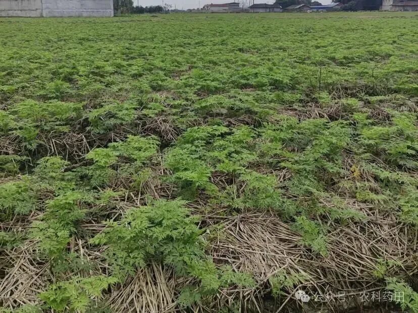 中药材“冬管”做得好，来年产量翻番不是梦！