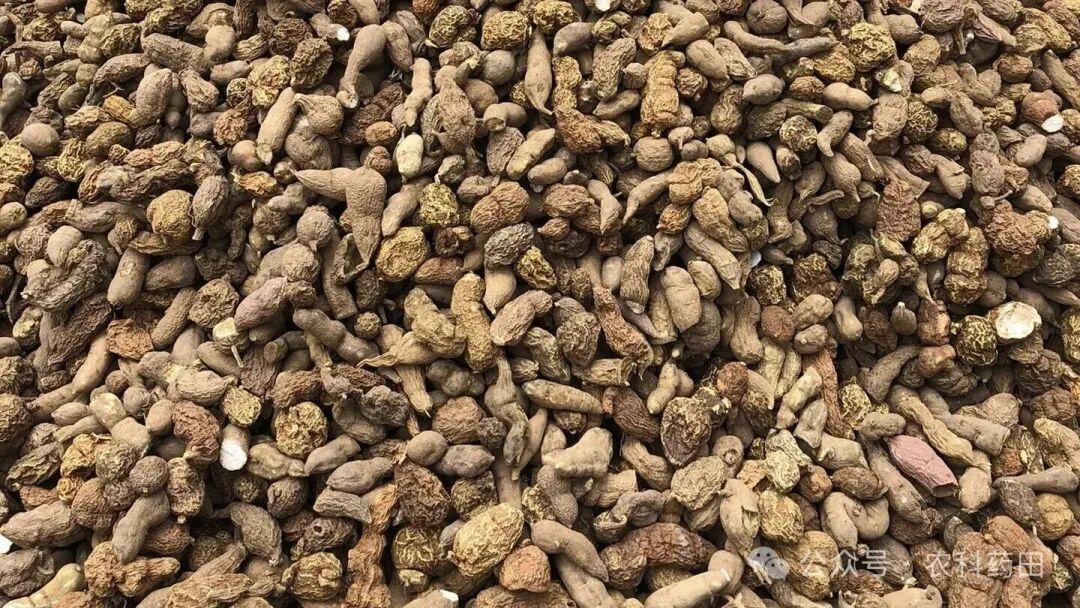 2月这10种冷门药材“冷得发颤”！