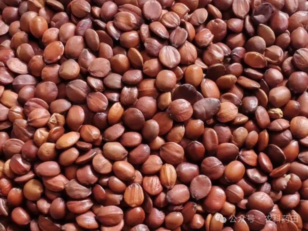 2026年药材市场开门红:这10种中药材价格猛涨