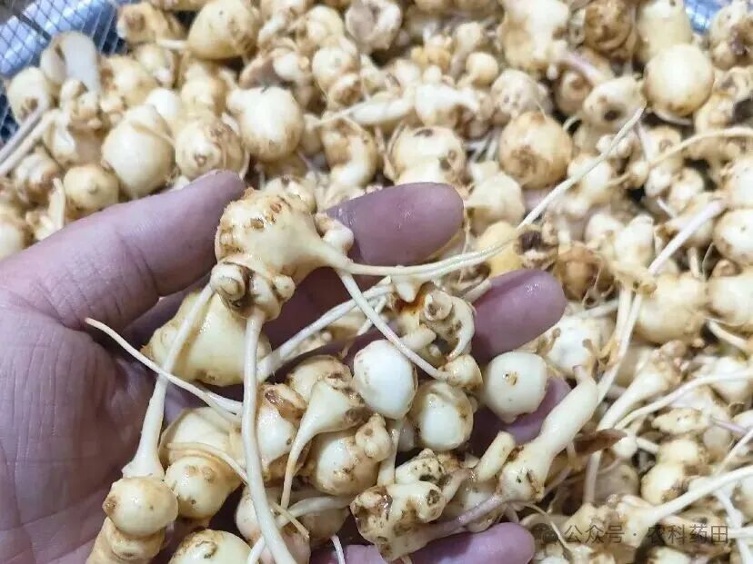 冷门药材惊现暴跌！药市低谷谁最“受伤”？？