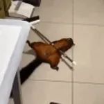 闯祸之后把自己伪装成受害者....怎么还没有人来救我？