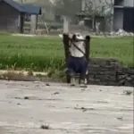拉布拉多真的是什么都拉啊