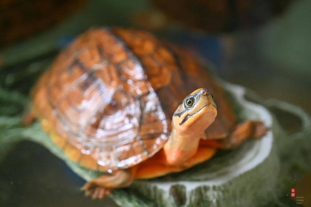 ͼƬ