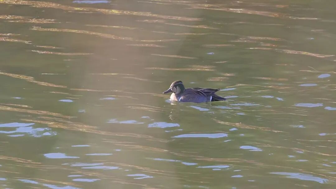 天堂湖首次发现花脸鸭 系国家二级保护野生动物