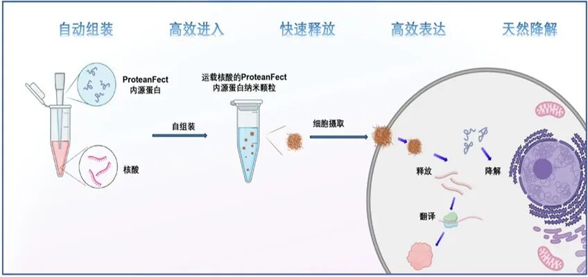 ProteanFect高效轉(zhuǎn)染小鼠原代T細胞、NK細胞及γδT細胞