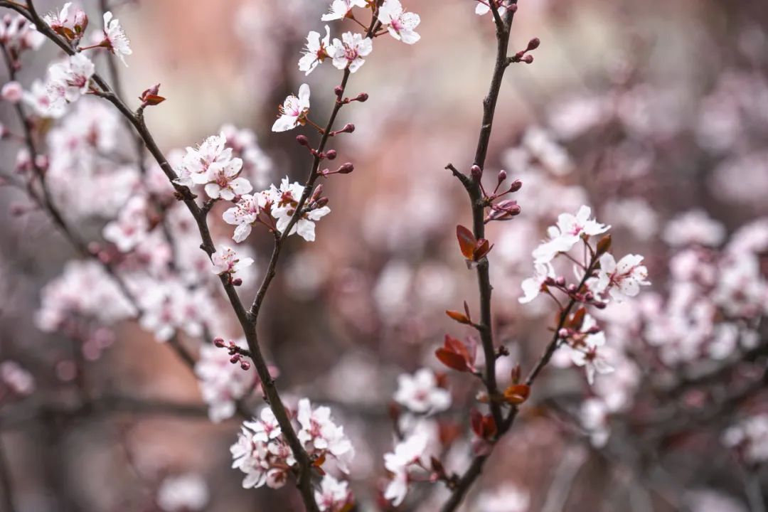 朵朵梨花似雪般純潔,競相在枝頭綻放.