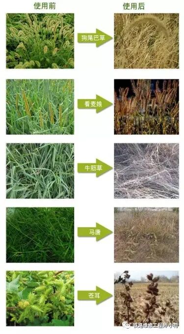 蒲公英专用除草剂_蒲公英田除草剂_蒲公英地里有草打什么除草剂好