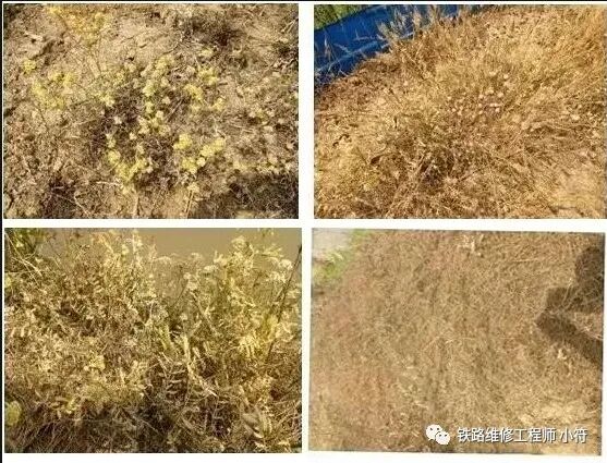 蒲公英田除草剂_蒲公英地里有草打什么除草剂好_蒲公英专用除草剂