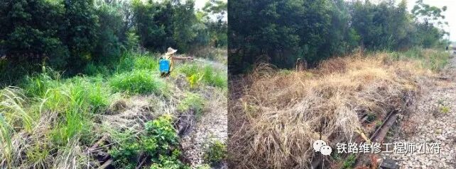 蒲公英田除草剂_蒲公英地里有草打什么除草剂好_蒲公英专用除草剂