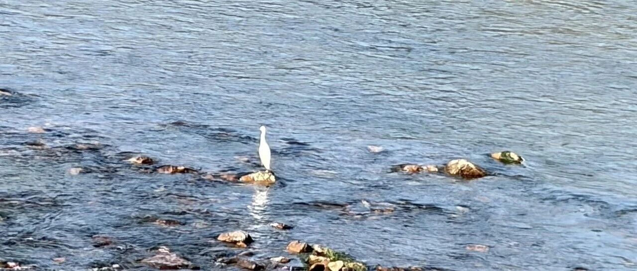 为什么姚明不一定是篮球运动员