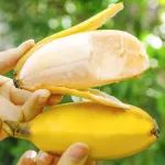 “蕉”小玲珑！广西小米蕉18.9元/约55个，软糯甜蜜，入口丝滑！