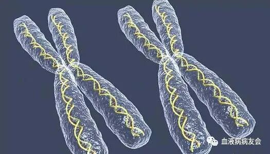 融合基因是cml诊断的重要指标之一