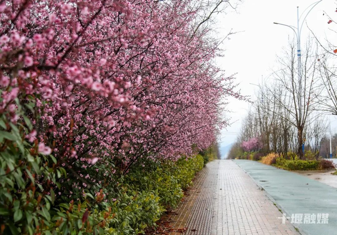 邂逅粉色浪漫，十堰仁威路藏着一城春日绮梦