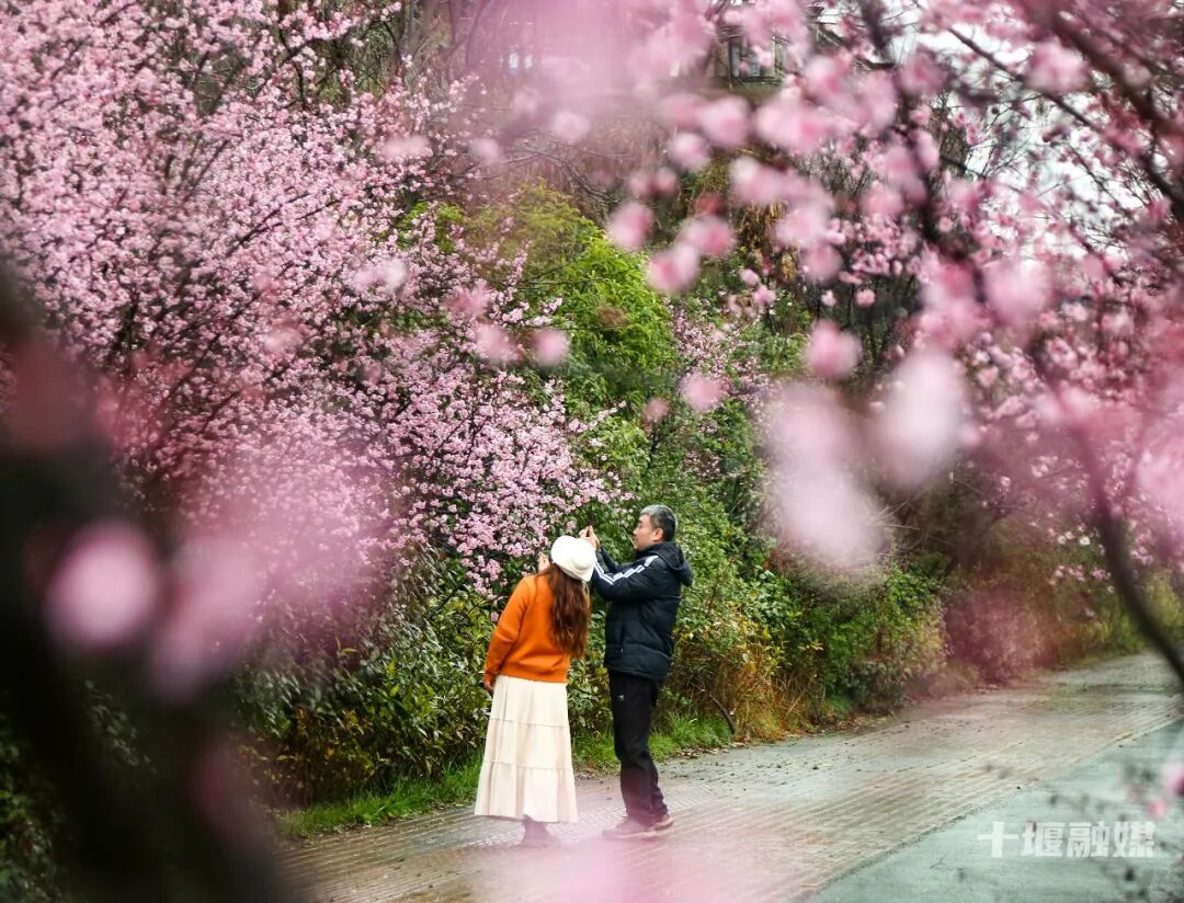邂逅粉色浪漫，十堰仁威路藏着一城春日绮梦