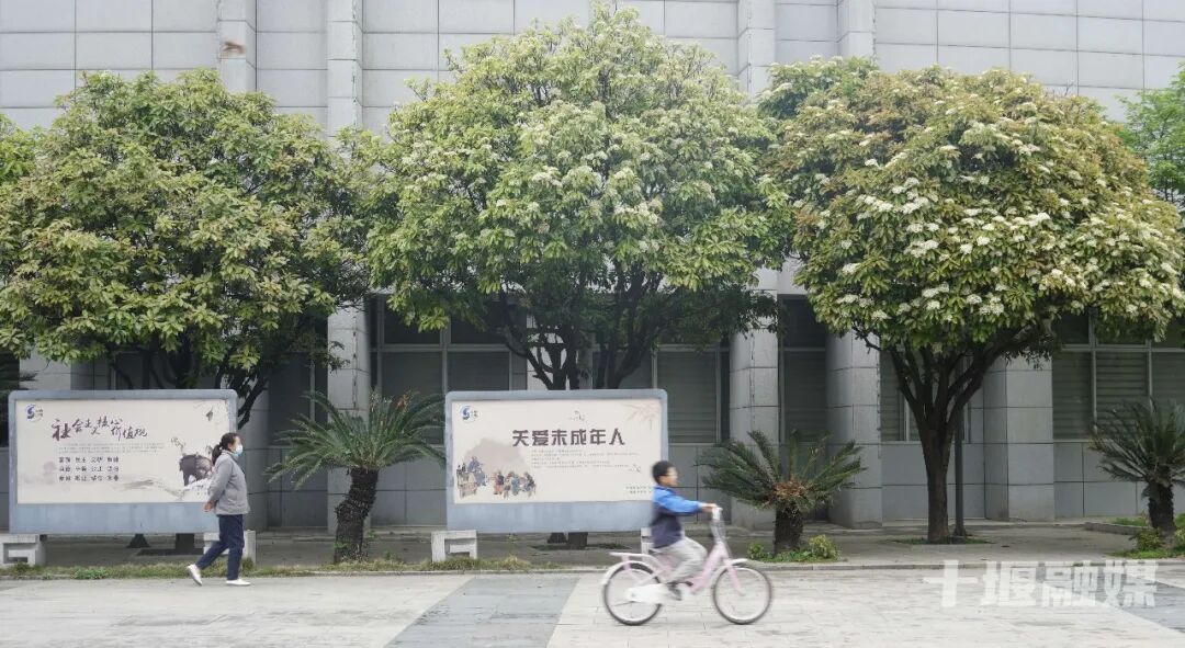 味道上头！十堰街头石楠花“臭名远扬”却藏着大用处
