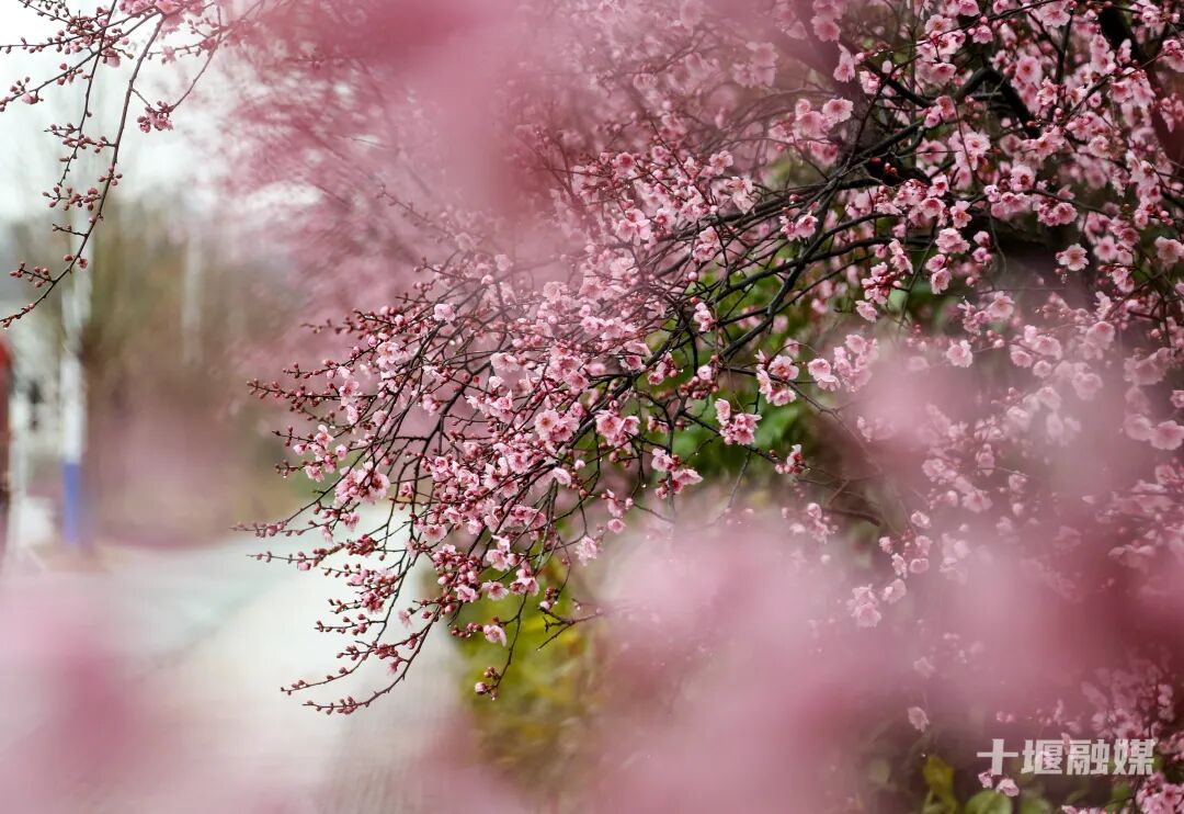 邂逅粉色浪漫，十堰仁威路藏着一城春日绮梦