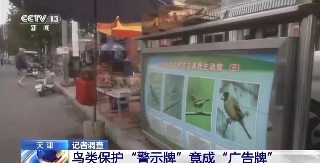 护鸟牌怎么写保护鸟类警示牌变 “售鸟广告牌”，野生鸟类公开售卖，“黑灰产业链”亟待斩断_https://www.jmylbn.com_新闻资讯_第2张