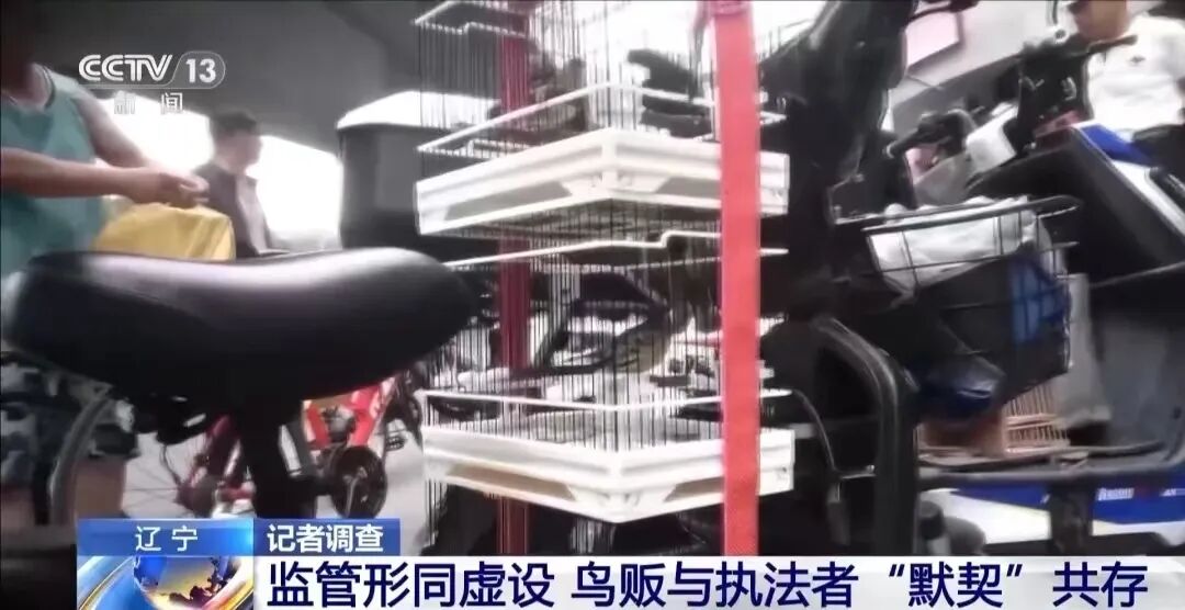 护鸟牌怎么写保护鸟类警示牌变 “售鸟广告牌”，野生鸟类公开售卖，“黑灰产业链”亟待斩断_https://www.jmylbn.com_新闻资讯_第3张