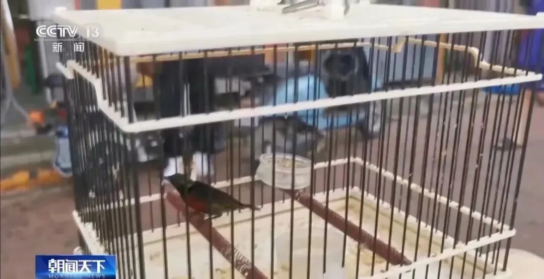 护鸟牌怎么写保护鸟类警示牌变 “售鸟广告牌”，野生鸟类公开售卖，“黑灰产业链”亟待斩断_https://www.jmylbn.com_新闻资讯_第4张