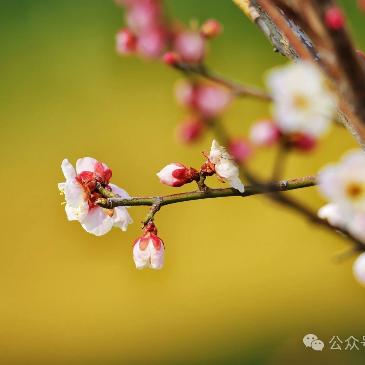 【青春语文·胡盼专栏】备课的力量