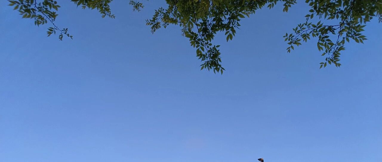 【青春语文·胡盼专栏】尝试，是收获的开始