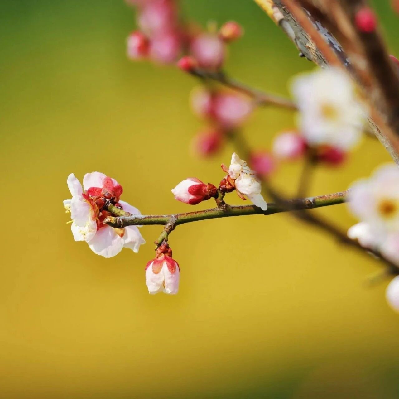 【青春语文•胡盼专栏】一节听后让我混沌的课： 听李猛老师《往事依依》