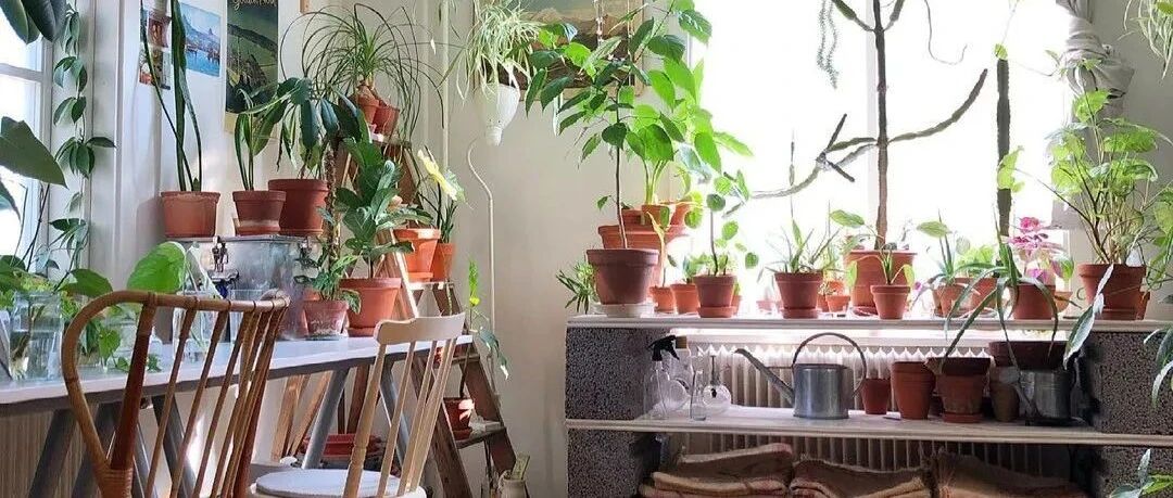 给新家的室内植物清单