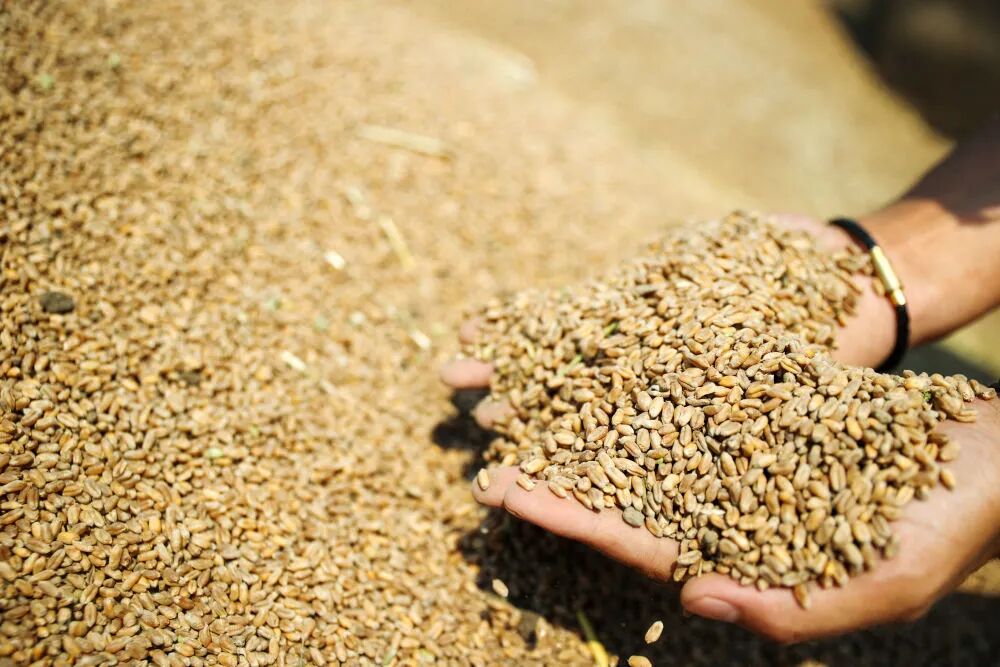 “三夏”生产一线观察｜田间好“丰”景 夏收正当时