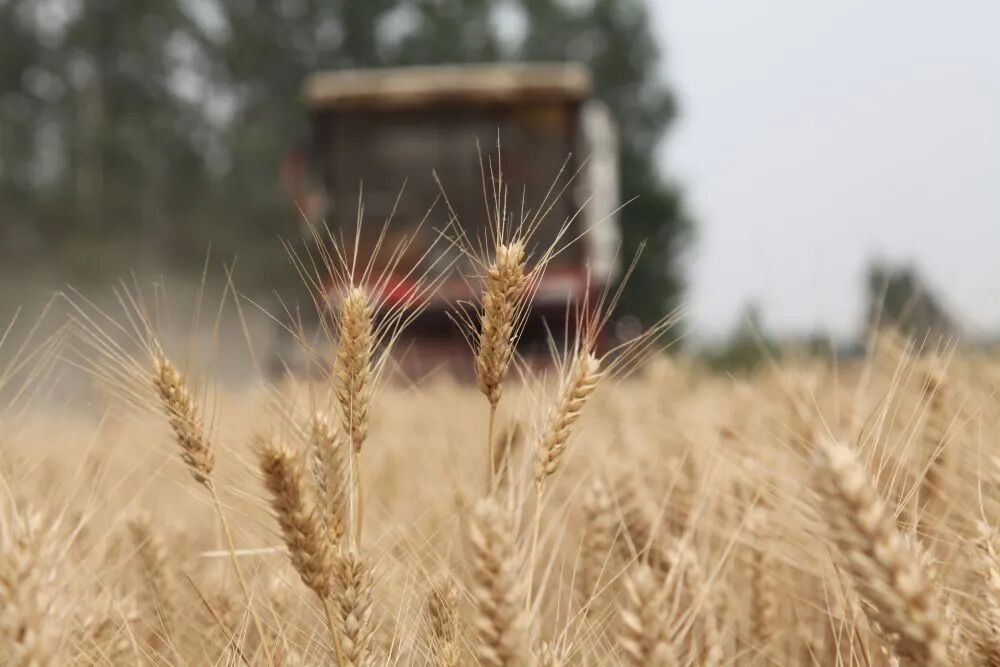 “三夏”生产一线观察｜田间好“丰”景 夏收正当时